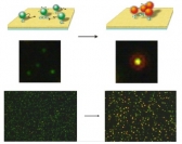 나노입자-생체물질 간 상호작용 분석 원천기술 개발