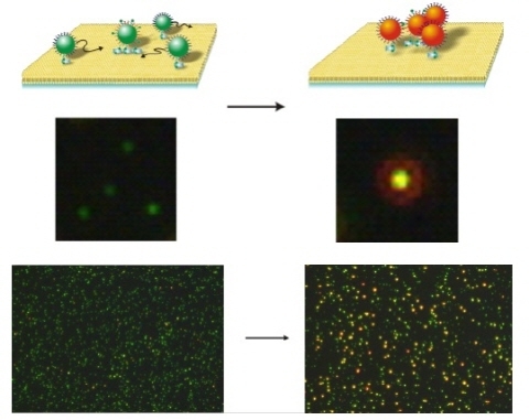 나노입자-생체물질 간 상호작용 분석 원천기술 개발