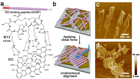 '바이러스 나노실'을 이용한 고성능 수처리용 분리막 제작