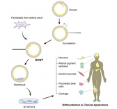 세계 최초 성인 체세포 이용한 체세포복제줄기세포주 확립