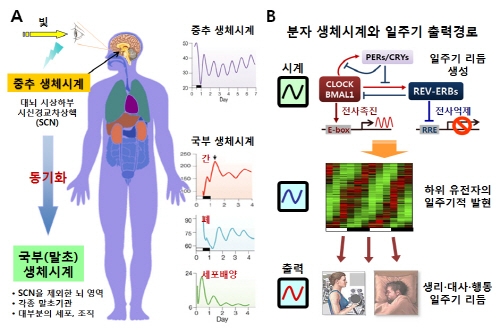 정서변화 조절 핵심 단백질 최초 규명