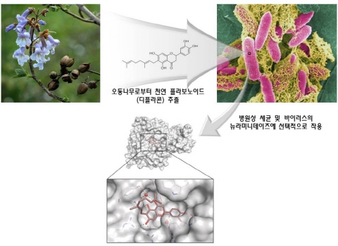 천연물질 플라보노이드서 항생제 개발 실마리 규명