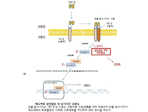 국산 글로벌항암제의 꿈, 현실화 가능성 열었다