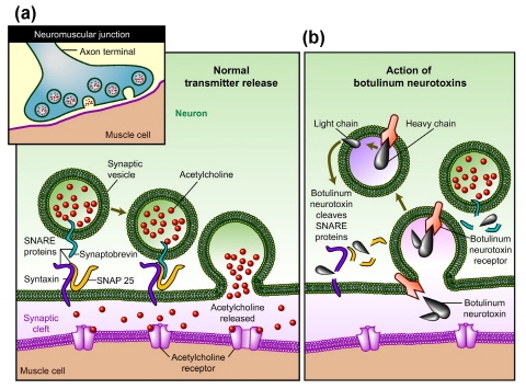 신경전달물질 분석시스템 개발, 보톡스 대체물 기대