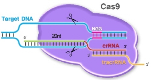 IBS, 줄기세포 유전체 교정방법 개발