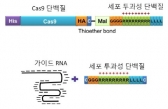 RNA 유전자 가위 이용한 유전체 교정 기법