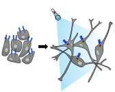 빛으로 뇌신경세포 성장인자수용체 원격제어 세계최초 성공