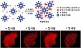 빛으로 세포 내 단백질을 원격 조정한다