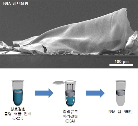 자기조립형 RNA 멤브레인 제작, 약물전달체 등으로의 응용 기대