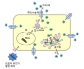 진단 치료 동시, ‘암 융합진료’가능
