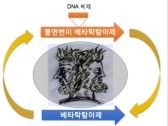 세균 변신 유도하는 짧은 DNA 스위치 규명
