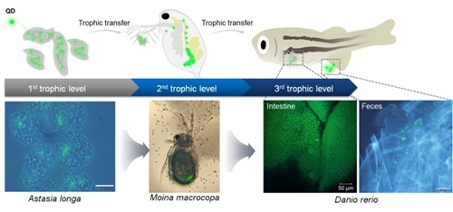 나노물질의 수생태계 먹이사슬 전이 확인