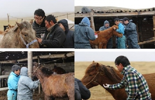 한국형 말(馬) 백신 개발, 내·외 백신 시장 개척