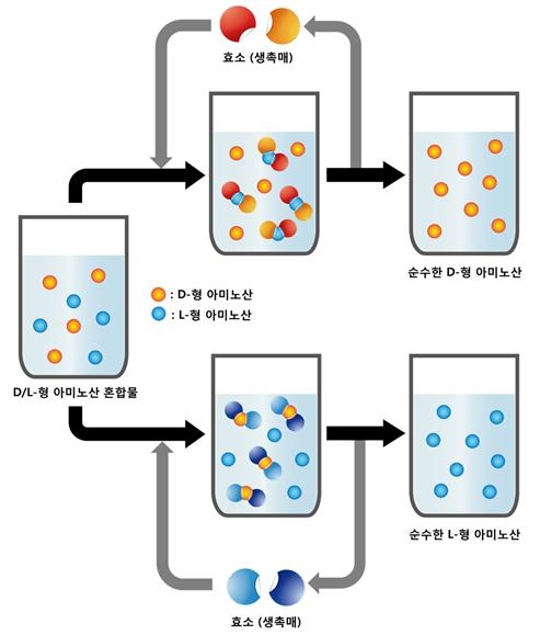 [TECH NEWS]고부가가치 의약품 핵심원료, 고품질·저비용 생산 기술 개발