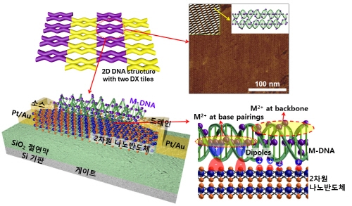 [TECH NEWS] DNA 나노구조물 이용 반도체 특성 향상기술 개발