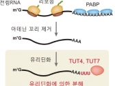 [TECH NEWS] RNA 분해 비밀 ‘꼬리’에서 밝혀내