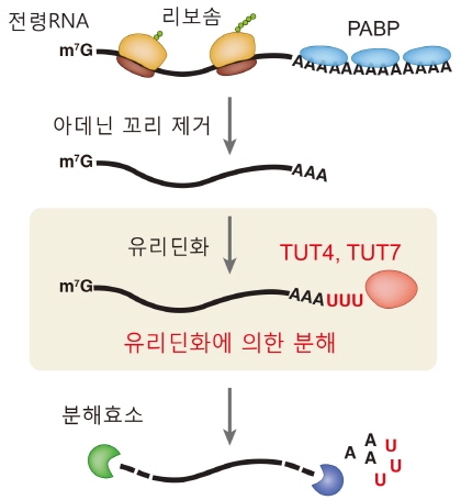 [TECH NEWS] RNA 분해 비밀 ‘꼬리’에서 밝혀내
