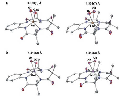 생체 내 대사반응의 감초, 수퍼옥소 구조 규명