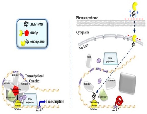 자가면역반응 완화해주는 단백질 신약후보물질 발굴
