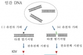 크리스퍼 유전자가위의 정확성 입증