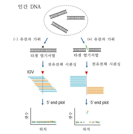 크리스퍼 유전자가위의 정확성 입증