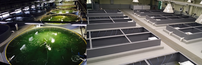 발전소 온배수열, 양식장 활용