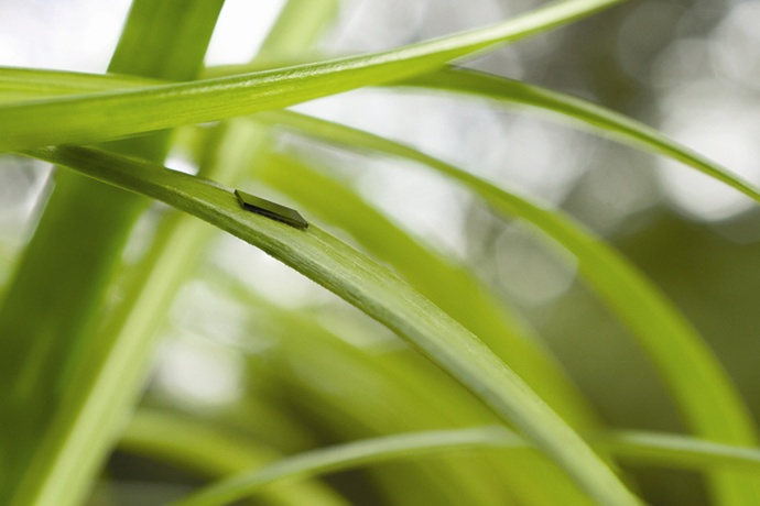 프리스케일, 풀잎보다 얇은 초박형 키네티스 MCU