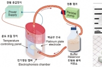 Brain 발달 원리 규명 위한 3차원 진단기술 개발