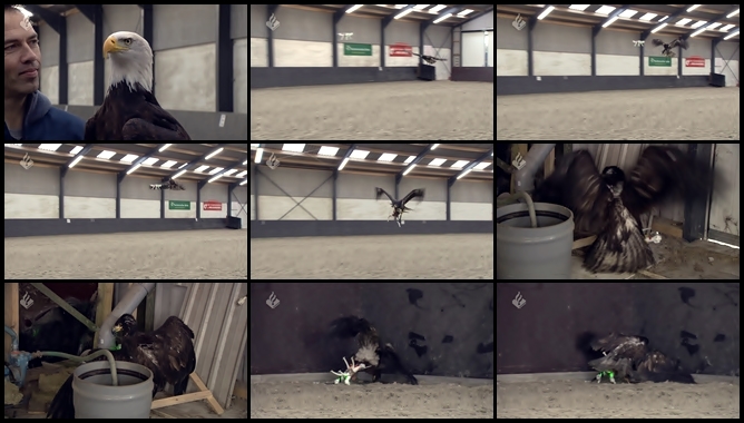 자연과 현대 문명의 싸움, ‘독수리의 불법 드론 사냥’