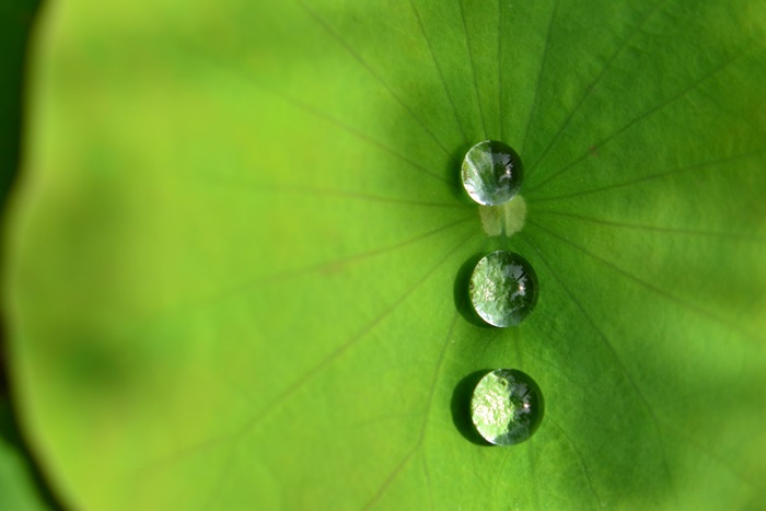[사례로 알아보는 자연 모사 기술] ② ‘자연모사 나노기술’이란?