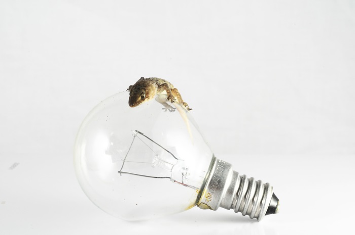 [사례로 알아보는 자연 모사 기술] ② ‘자연모사 나노기술’이란?