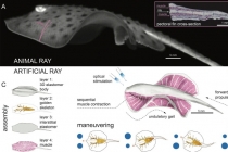 바이오 로봇, ‘전기·생체조직으로 움직여요’
