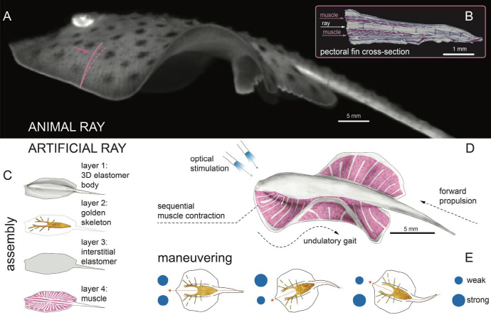 바이오 로봇, ‘전기·생체조직으로 움직여요’