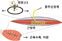 기계채널 유전자, 근육 기계적 변화 감지