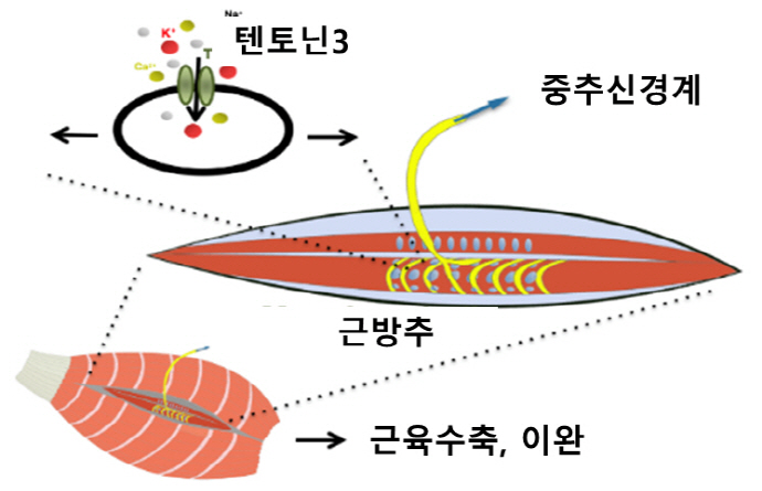 기계채널 유전자, 근육 기계적 변화 감지