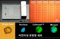나노 크기 자성물질, 유방암 전이 세포 95% 잡아내