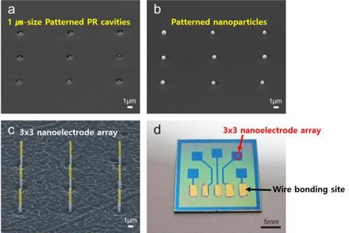 식물 광합성 통해 전기 추출해낸다