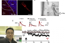 공포 기억 조절 신경 메커니즘 국내 연구진 세계 최초 규명