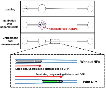 유해 나노물질 잡아내는 선충칩 개발