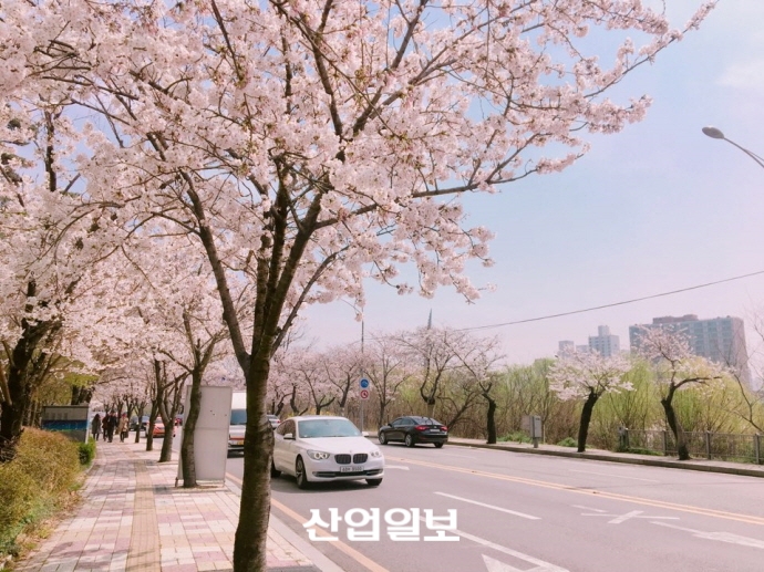 여의도 윤중로 벚꽃 6일 ‘활짝’