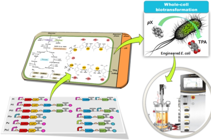 플라스틱 원료 생합성 성공, 산업 화학물질 대량생산 가능성 열어