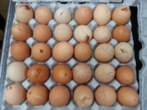 와플 반죽, 알고보니 유통기한 100일 지난 계란 사용