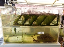 미세조류 이용한 하수처리 신기술, 특허기술(홍대용상) 수상