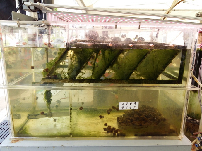 미세조류 이용한 하수처리 신기술, 특허기술(홍대용상) 수상