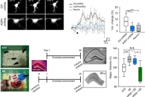 국내 연구팀, 언어학습 관련 뇌 속 유전자 찾았다