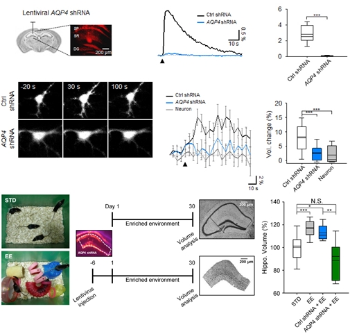 국내 연구팀, 언어학습 관련 뇌 속 유전자 찾았다
