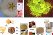 미세플라스틱 전면 사용금지, ‘배 석세포’ 대안으로 부상