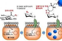 국내 연구팀, 줄기세포 추적 영상화 기술 개발