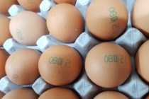 살충제 검출 계란 껍질의 숫자 ‘08’