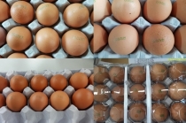 살충제 검출 계란 유통 이후 876농가 검사완료, 32농가 부적합
